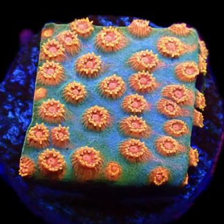 WYSIWYG 32A Jingle Bells Cyphastrea Frag