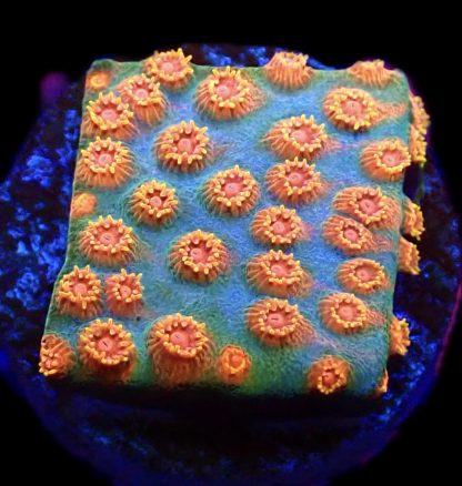 WYSIWYG 32A Jingle Bells Cyphastrea Frag
