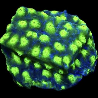 WYSIWYG T3 Space Flare Cyphastrea