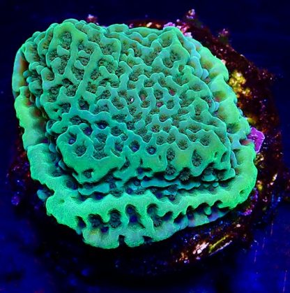 WYSIWYG 8H Emerald Encruster Montipora