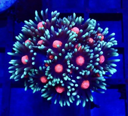 Floral Blush Goniopora Frag (15+Polyps)