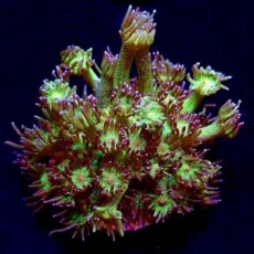 Glitterball Goniopora Frag 20+ Polyps