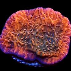 WYSIWYG 10i Tropical Punch Plating Montipora Capricornis