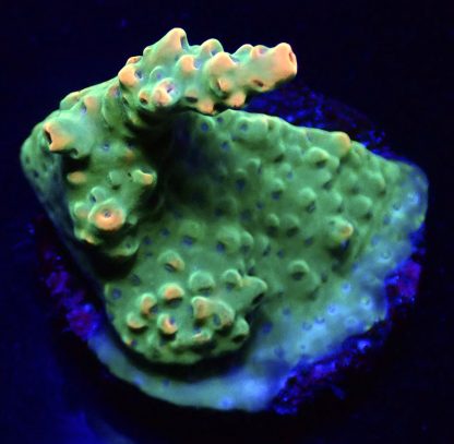 WYSIWYG 20G M.O.C Dragon Fruit Acropora