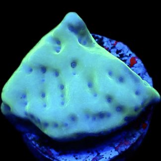 WYSIWYG 8A Mojito Montipora Palawanensis