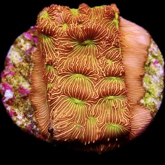 WYSIWYG 14A Jack O' Lantern Leptoseris Frag