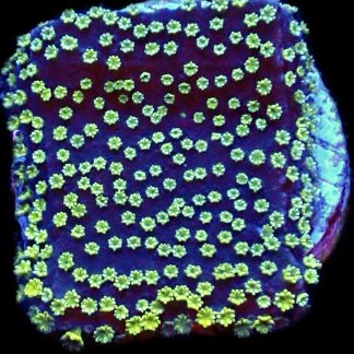 WYSIWYG 7C Green Eyed Monster Montipora Frag