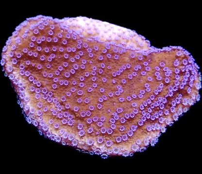 WYSIWYG 19A Purple Haze Montipora Frag