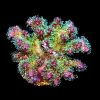 M.O.C. Sparkling Tinsel Pocillopora Frag