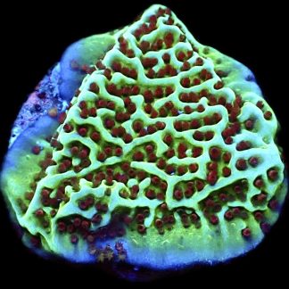 WYSIWYG 18K Jedi Mind Trick Montipora
