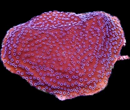 WYSIWYG 19A Purple Haze Montipora Frag