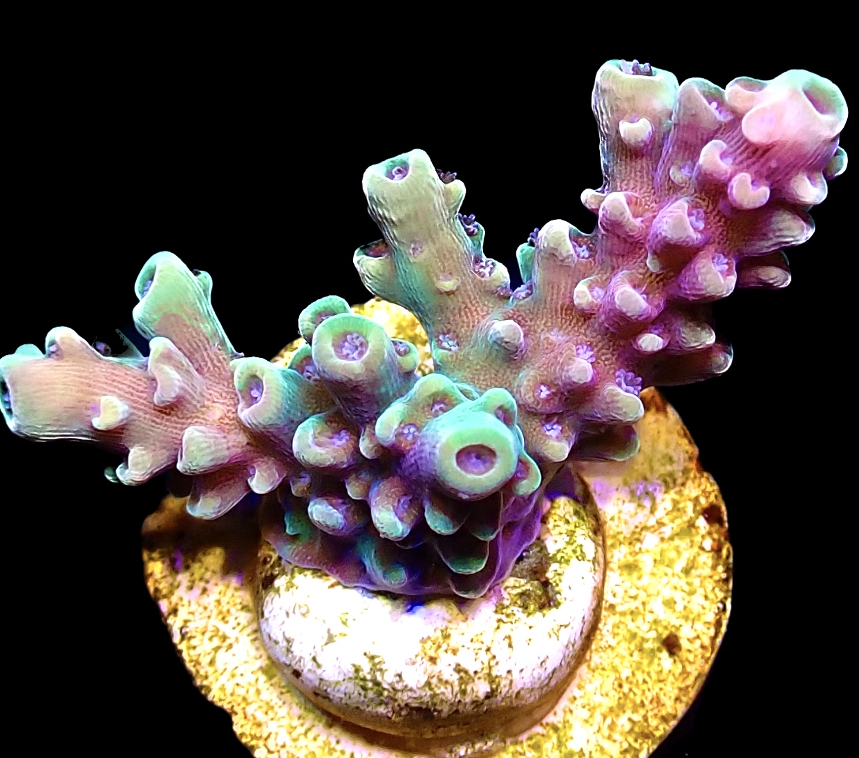 WYSIWYG R31 Crown Of Jewels Tabling Acropora - mailordercorals.com