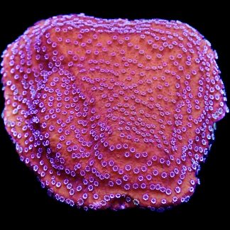 WYSIWYG 19A Purple Haze Montipora Frag Large