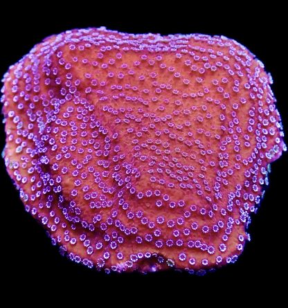 WYSIWYG 19A Purple Haze Montipora Frag Large