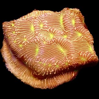 WYSIWYG 18K Jack O' Lantern Leptoseris Frag