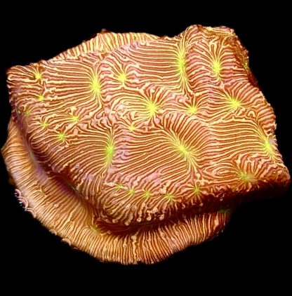 WYSIWYG 18K Jack O' Lantern Leptoseris Frag