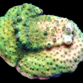 WYSIWYG 8C Tabling Acropora