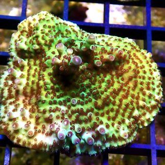WYSIWYG R2 Tabling Acropora Large