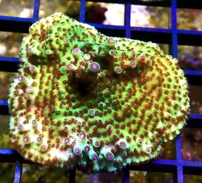 WYSIWYG R2 Tabling Acropora Large