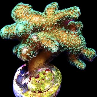 WYSIWYG 20J Super Bright Fibre Optic Seriatopora Extra Large