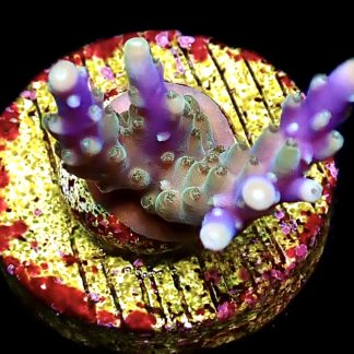 WYSIWYG 16E Purple Monster Acropora Frag