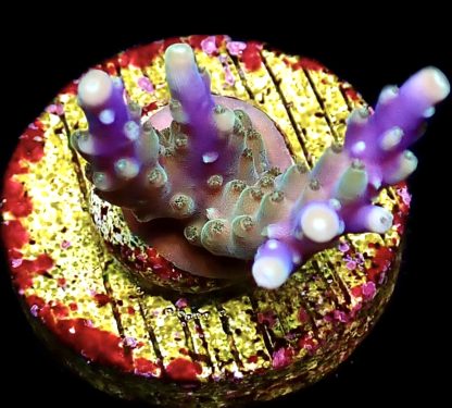 WYSIWYG 16E Purple Monster Acropora Frag