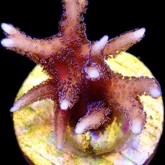 WYSIWYG 8i Pink Seriatopora Hysterix Frag