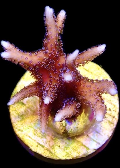 WYSIWYG 8i Pink Seriatopora Hysterix Frag