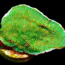 Wrinkle Leptoseris Frag