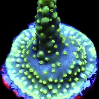 WYSIWYG 7A Purple Monster Acropora Frag