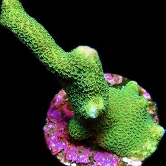 WYSIWYG 21A Bright Green Montipora Digitata Frag Large
