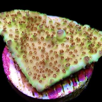 WYSIWYG 10H Tabling Acropora