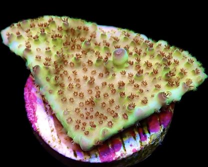 WYSIWYG 10H Tabling Acropora