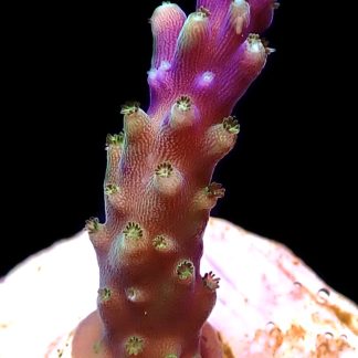 WYSIWYG M20 Purple Monster Acropora Frag