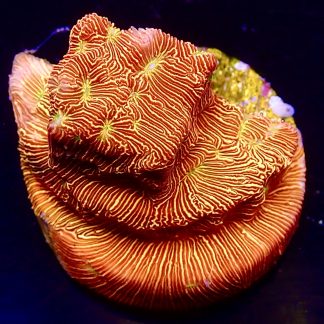 WYSIWYG 18K Jack O' Lantern Leptoseris Frag