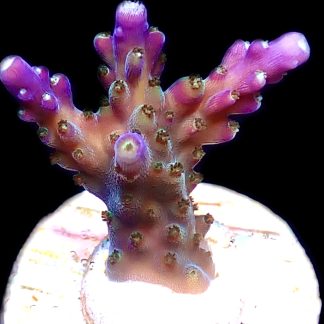 WYSIWYG 19G Purple Monster Acropora Frag