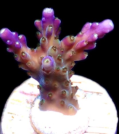 WYSIWYG 19G Purple Monster Acropora Frag