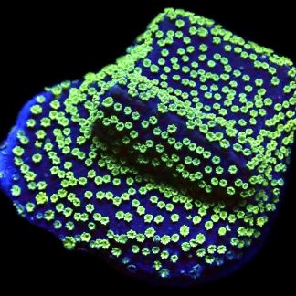 WYSIWYG 7C Green Eyed Monster Montipora Frag