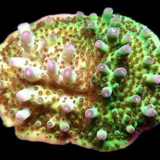 WYSIWYG 8C Tabling Acropora Extra Large