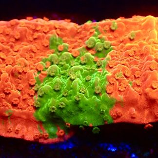 WYSIWYG 20K Grafted Orange/Green Montipora Capricornis