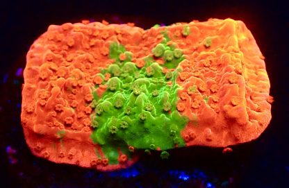 WYSIWYG 20K Grafted Orange/Green Montipora Capricornis