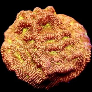WYSIWYG 14A Jack O' Lantern Leptoseris Frag