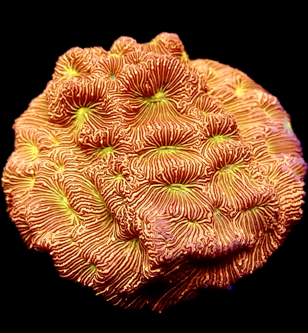 WYSIWYG 14A Jack O' Lantern Leptoseris Frag