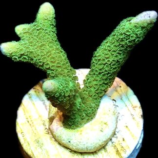 WYSIWYG 24K Bright Green Montipora Digitata Frag