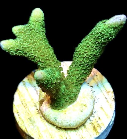 WYSIWYG 24K Bright Green Montipora Digitata Frag