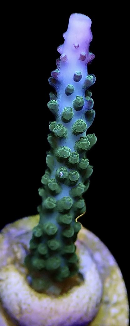 WYSIWYG 22i Blue Marvel Acropora Frag