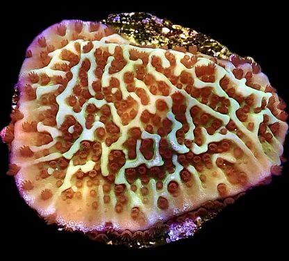 WYSIWYG 17K Jedi Mind Trick Montipora