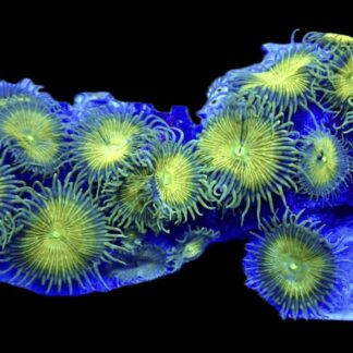 WYSIWYG T1 Grand Palythoa Colony 17+ Polyps