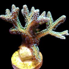 WYSIWYG 1 Super Bright Fibre Optic Seriatopora 60mm Colony