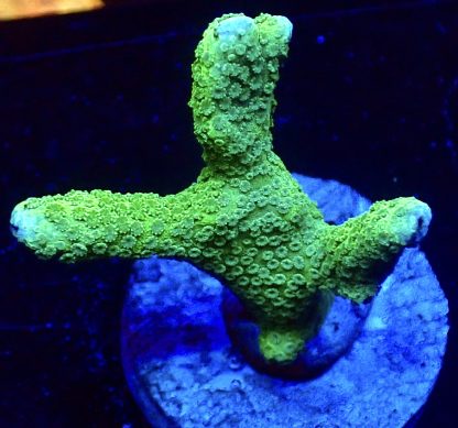 WYSIWYG 8B Bright Green Montipora Digitata Frag